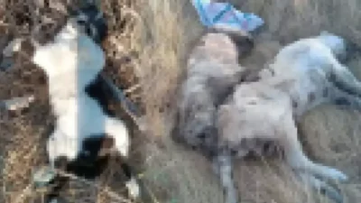 İzmir'in Seferihisar ilçesinde yaşanan korkunç olayda, 5 köpek ve 6