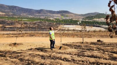 İzmir Büyükşehir Belediyesi’nin yangın bölgesinde yoğun bakım çalışmaları başlattığı Sancaklı