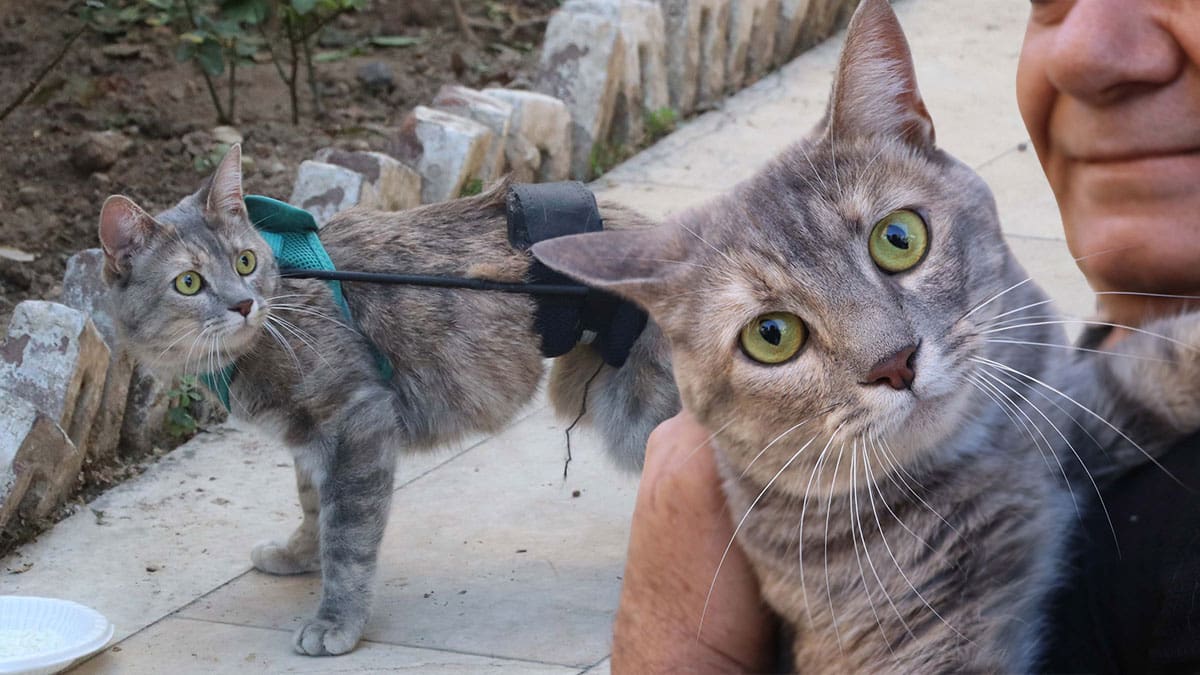 kedi