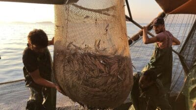 Egeli balıkçılar, denizlerdeki balık miktarı ve satışların düşük olması nedeniyle