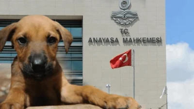 Hayvanları Koruma Kanunu'nda Değişiklik Yapılmasına Dair Kanun'un 17 maddesinden 16’sının