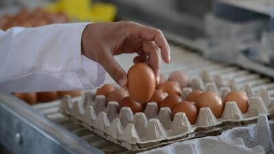 Tarım ve Orman Bakanlığı, yumurtanın raf ömründe "son tüketim tarihi"