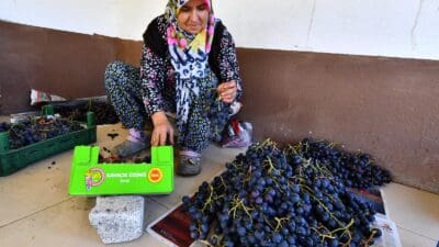 Zor günler geçiren üzüm üreticisinin imdadına İzmir Büyükşehir Belediyesi yetişiyor.