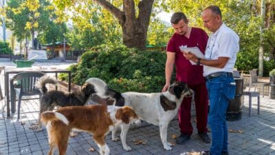 İzmir Büyükşehir Belediyesi, Sahipsiz Köpek Popülasyonu Yönetimi İzmir Eylem Planı’nın