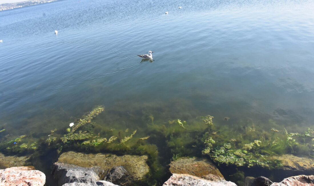 İzmir'in Karşıyaka ilçesindeki Bostanlı sahilinde kıyıya yakın bazı noktalar, sudaki