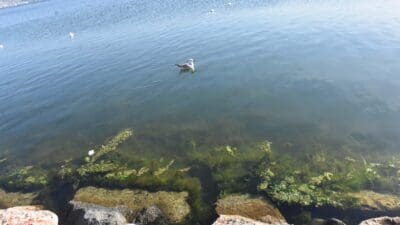 İzmir'in Karşıyaka ilçesindeki Bostanlı sahilinde kıyıya yakın bazı noktalar, sudaki
