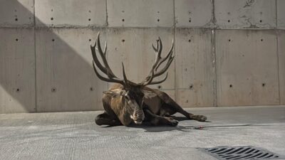 İzmir'in Kemalpaşa ilçesinde, sol ön ayağı kırılan bir geyik organize