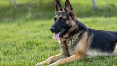 Almanya'da köpek sahiplerinden alınan vergi geçtiğimiz yıl rekor kırdı. Ülke
