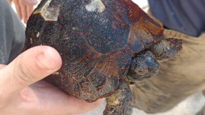 İzmir Büyükşehir Belediyesi’ne bağlı itfaiye ekipleri, Foça Ilıpınar’da çıkan orman