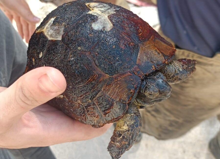 İzmir Büyükşehir Belediyesi’ne bağlı itfaiye ekipleri, Foça Ilıpınar’da çıkan orman