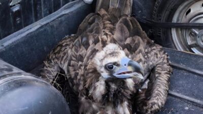 Kütahya’nın Tavşanlı ilçesinde yaralı halde bulunan akbaba, tedavisi için Tavşanlı