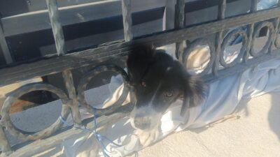 İzmir Büyükşehir Belediyesi itfaiye ekipleri, bu kez de bir köpeğin