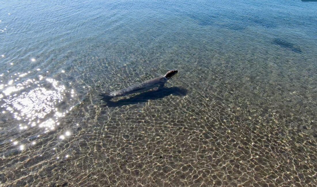 İzmir Büyükşehir Belediyesi, Güzelbahçe sahilinde bitkin halde bulunan Akdeniz fokunun