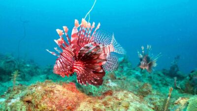 Dünyaca ünlü iklim uzmanı ve College de France Öğretim Üyesi