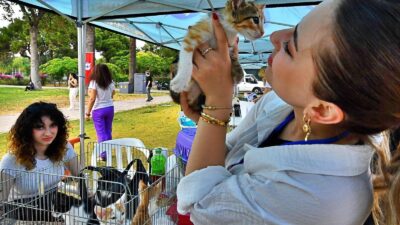 İzmir Büyükşehir Belediyesi, sokak hayvanlarının kısırlaştırılması ve sahiplendirilmesi için çalışmalarını
