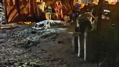 Aydın'ın Söke ilçesinde, süt sağım makinesindeki elektrik kaçağı nedeniyle akıma