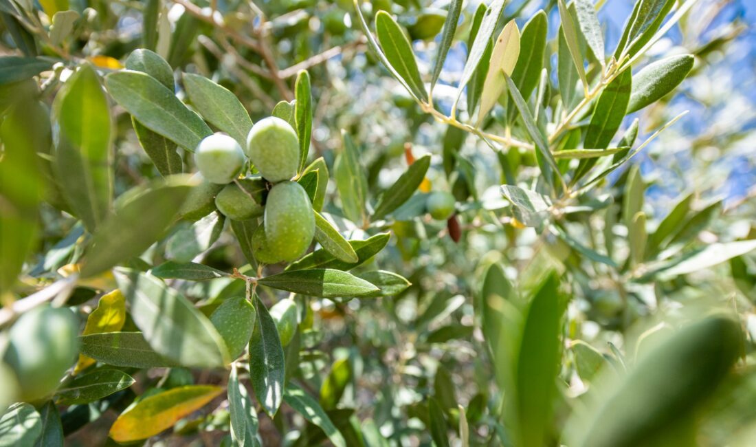 İzmir Büyükşehir Belediyesi, zeytin ve zeytinyağı üreticilerinin yükünü azaltmak ve