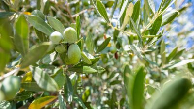 İzmir Büyükşehir Belediyesi, zeytin ve zeytinyağı üreticilerinin yükünü azaltmak ve
