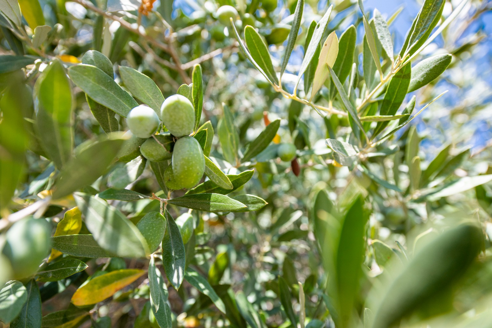 İzmir Büyükşehir Belediyesi, zeytin ve zeytinyağı üreticilerinin yükünü azaltmak ve