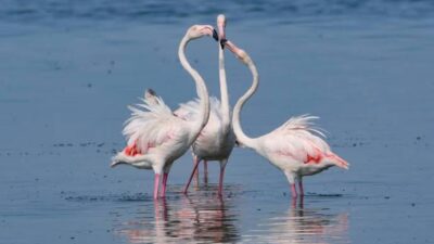 İzmir Körfezi'ni kurtarma çalışmaları olumlu sonuçlarıyla dikkat çekiyor. Bugün Meles