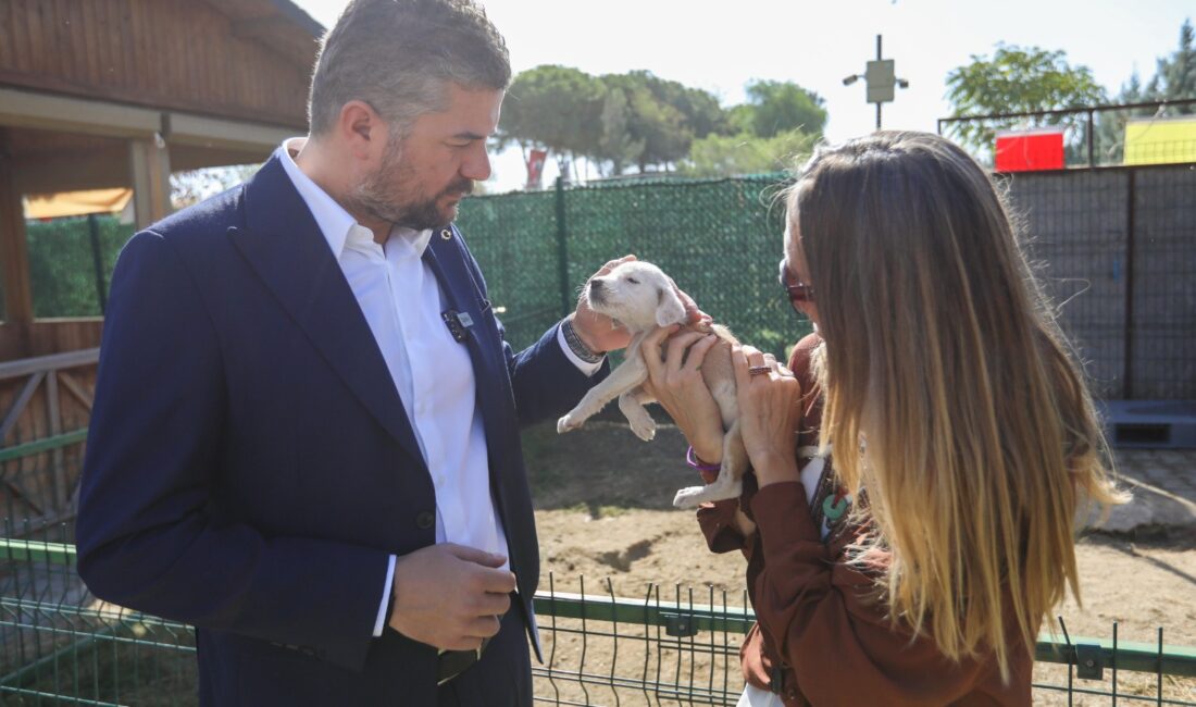 Buca Belediyesi Sokak Hayvanları Rehabilitasyon ve Bakım Merkezi’nde aşıları yapılarak