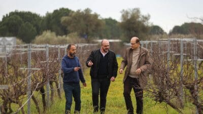 Buca Belediyesi, ilçe ile özdeşleşen razakı üzümünün üretimini yaygınlaştırmak, bilinirliğini