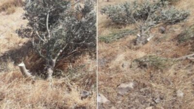 İzmir Karaburun’da güneş enerji santrali kurulması için gerçek olmayan raporla