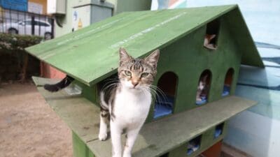 Karşıyaka Belediyesi, Örnekköy Şantiyesi’ndeki atölyelerinde ürettiği kedi evleri ile sahipsiz