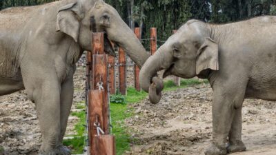İzmir Doğal Yaşam Parkı, bir kez daha heyecan dolu anlara