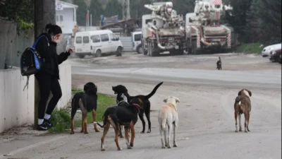 Tarım ve Orman Bakanlığı, 81 il valiliğine gönderdiği talimatla sahipsiz