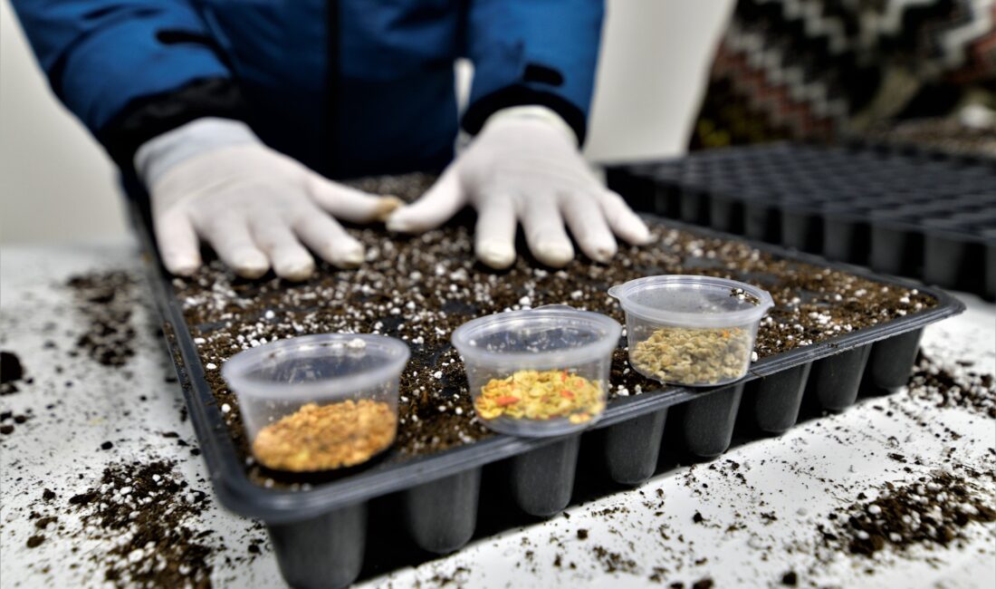 Bornova Belediyesi Ekolojik Kent Yerel Tohum Merkezi, vatandaşlara sebze fidelerini