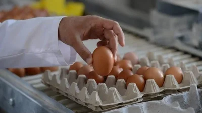 Türkiye, ABD’ye 2 yıl aradan sonra yeniden yumurta ihracatına başladı.