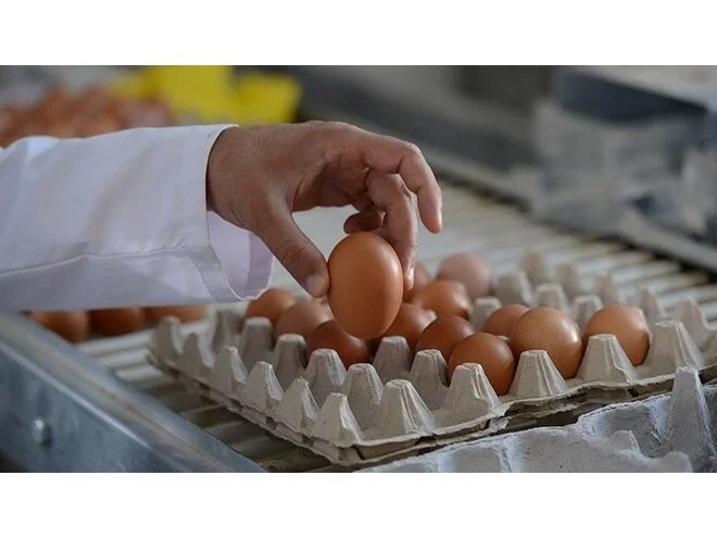 Türkiye, ABD’ye 2 yıl aradan sonra yeniden yumurta ihracatına başladı.