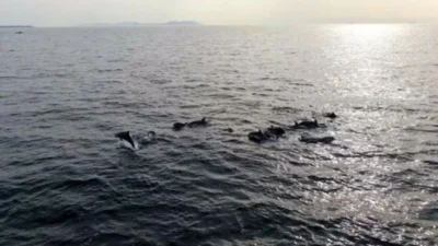 Halk arasında baharın habercisi olarak kabul edilen cemrenin ikincisi bugün