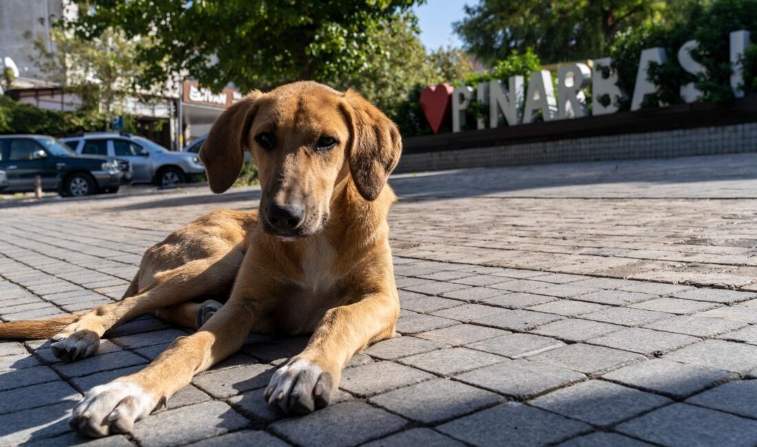 İzmir Büyükşehir Belediyesi, Sahipsiz Köpek Popülasyonu Yönetimi İzmir Eylem Planı’nın