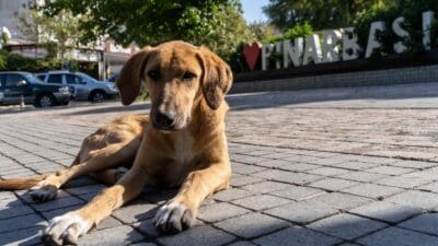 İzmir Büyükşehir Belediyesi, Sahipsiz Köpek Popülasyonu Yönetimi İzmir Eylem Planı’nın
