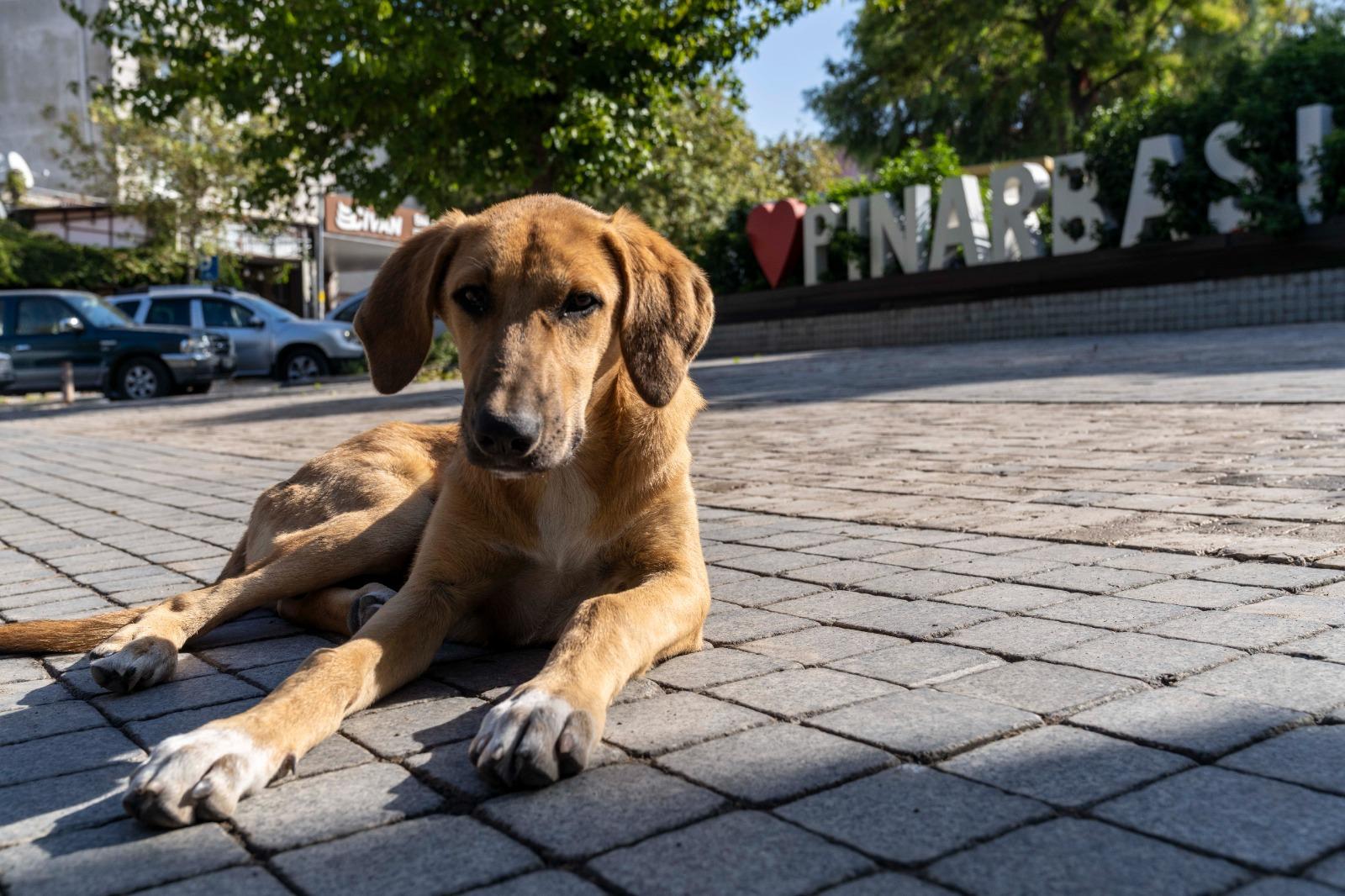 İzmir Büyükşehir Belediyesi, Sahipsiz Köpek Popülasyonu Yönetimi İzmir Eylem Planı’nın