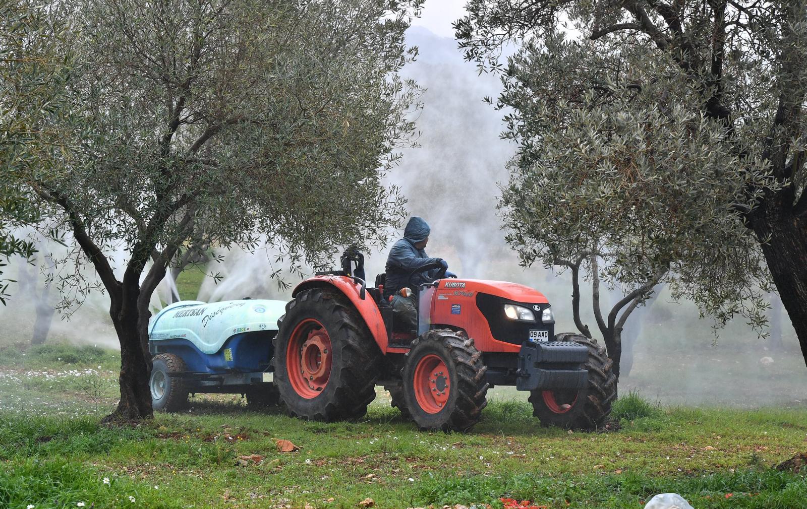 zeytin