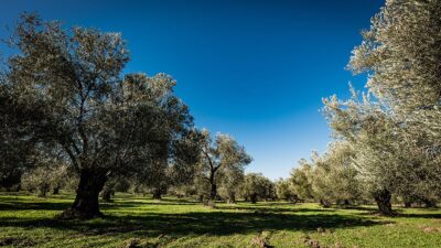 Bornova’da 190 dönüm tarım arazisi ve zeytinlik yapılaşmaya açıldı! Şehir