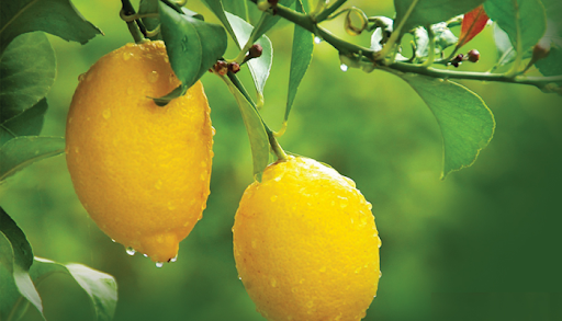 Don olayları nedeniyle ülkede limon arzını korumak isteyen Ticaret Bakanlığı,
