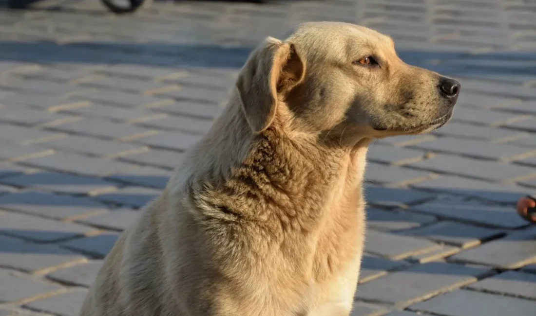 Ankara'da, sokak köpeklerini sahiplenme bahanesiyle evine aldığı ve sonrasında işkence