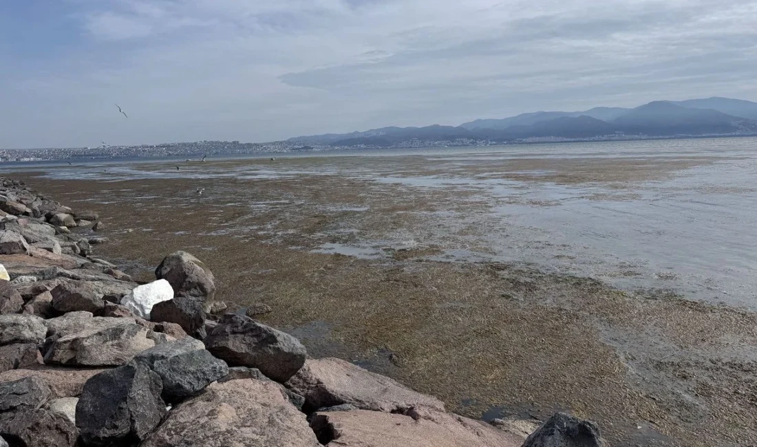 İzmir Körfezi'nde deniz marulu olarak bilinen yosun türü, Karşıyaka'nın Bostanlı