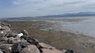 İzmir Körfezi'nde deniz marulu olarak bilinen yosun türü, Karşıyaka'nın Bostanlı