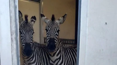 Alman polisi, Hollanda sınırında durdurdukları Polonya plakalı minibüste 2 zebra,