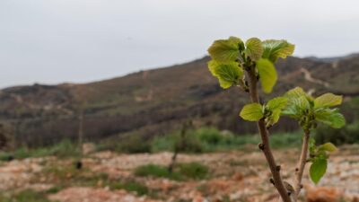 İzmir Büyükşehir Belediyesi tarafından yürütülen kurtarma çalışmaları sayesinde, geçen yaz