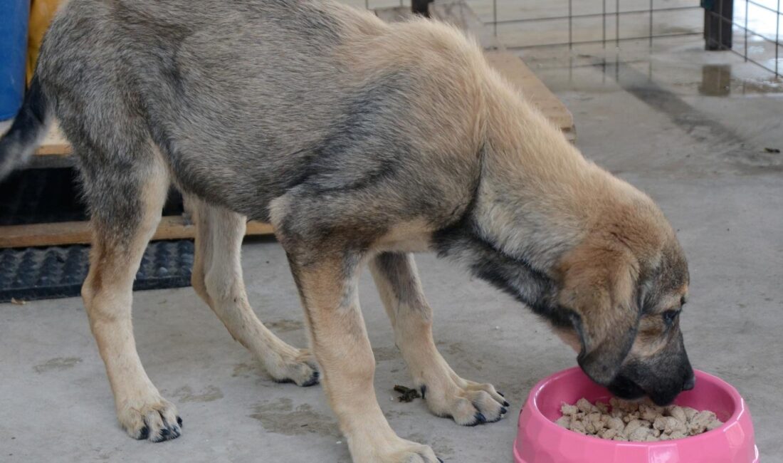 İzmir Büyükşehir Belediyesi, sahipsiz hayvanların mama ihtiyacı için kalıcı bir