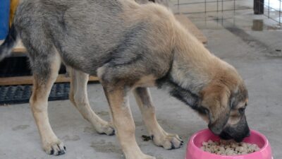 İzmir Büyükşehir Belediyesi, sahipsiz hayvanların mama ihtiyacı için kalıcı bir
