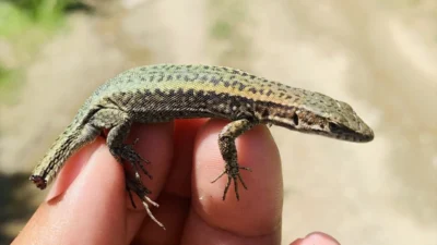 Hacettepe Üniversitesi öğretim görevlisi Dr. Mehmet Kürşat Şahin, Artvin'in Yusufeli
