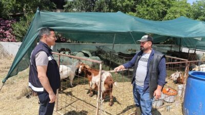 Menderes Belediyesi, Zabıta Müdürlüğü ekipleri ile Kurban Bayramı öncesi denetimler