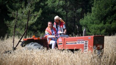 Bornova Belediyesi, Yakaköy Doğal Tarım Çiftliği’nde ektiği Ege Yıldızı Tritikale